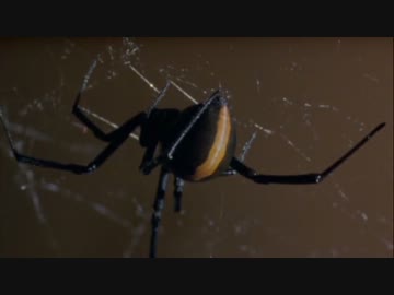 昆虫の世界3：『絹織りの達人』後半