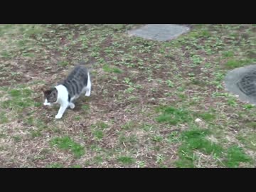 公園の子猫の両親、公園に帰還する