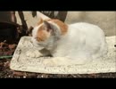 近所猫　みゅーの日常　part6