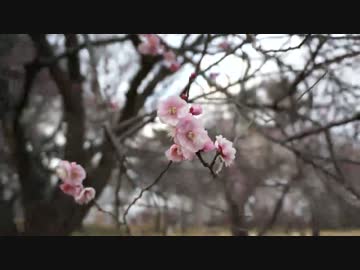 【VLOG】武蔵丘陵森林公園で梅花鑑賞【東武東上線】