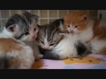 【#347】 ヨチヨチやんちゃ　【猫万歳】