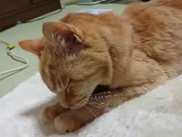 瞬太郎さんに老いを感じ始めた