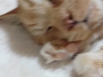 瞬太郎さん、逝く。