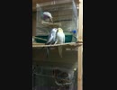 鳥の謎行動