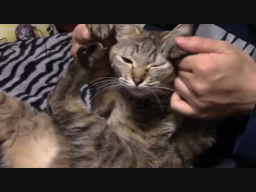 拾いねこ＠生後978/945日目　ニコニコ書店会議＠八女に行ってきました