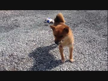 【豆柴】柴犬親子が野外でおやつ【よもぎ】