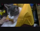 【生後323日】きょうの仔猫【蒼民家の猫々】