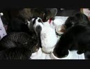 こんしゅうのおやつ【蒼民家の猫々】