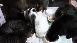 こんしゅうのおやつ【蒼民家の猫々】