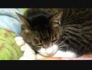 うちの猫の寝姿を撮影してみた（３月８日）