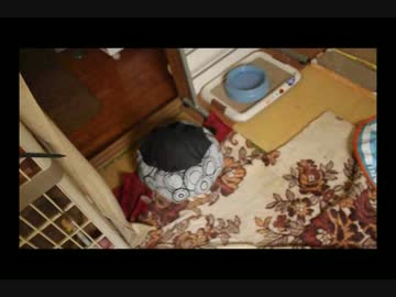 猫亀.flv