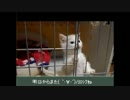 【ねこさんと暮らす】新しい家族再び②「気になる」