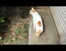 近所猫　みゅーの日常　part9
