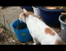 近所猫　みゅーの日常　part10