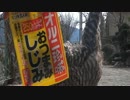 にわとり朝ごはん　好物は？