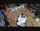 【生後324日】きょうの仔猫【蒼民家の猫々】
