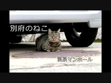 温泉ねこ
