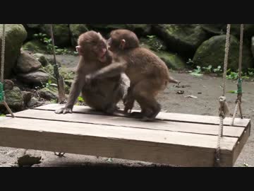 ぶらんこであそぶ子猿