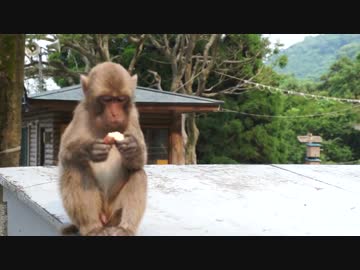 小猿の昼飯