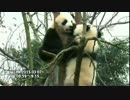 2015年3月7日中継のハイライト 毛笋（マオスン）はしつこい星願（シンユェン）に木の上から追い出された。