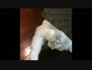 主ｖｓぬこ　part2