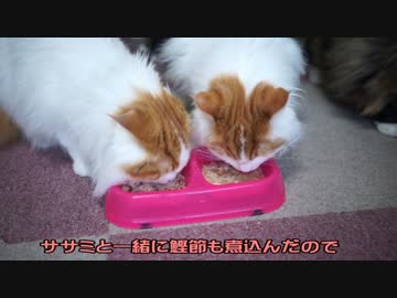 【#348】 誕生日のおやつ　【猫万歳】
