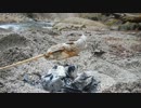渓流釣りがしたくなって・・・2015年3月解禁編