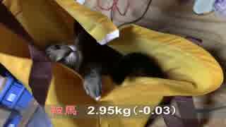 【生後325日】きょうの仔猫【蒼民家の猫々】