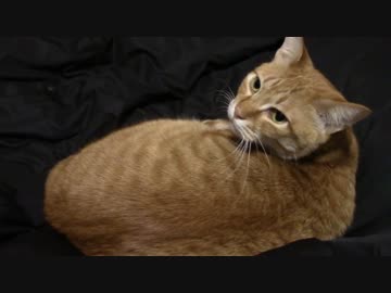 拾いねこ＠生後980/947日目　見返り美人アコ