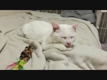 【宇宙猫】保護猫、遂にビーストモードを発動する