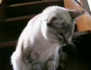 あるネコのこと　キャッチ遊び