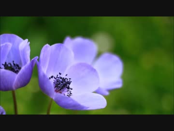 花は咲く (Version J)