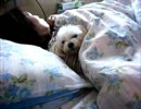 あったかいんだから～！ママと一緒にネンネのラン I sleep with a mom today.wmv