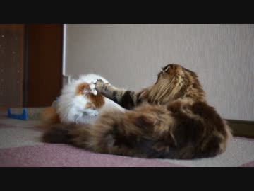 【#349】 じゃれあう　【猫万歳】