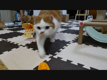 【マンチカンズ】茶猫のバスケ