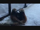 じゃれあうレッサーパンダ　さっぽろ円山動物園