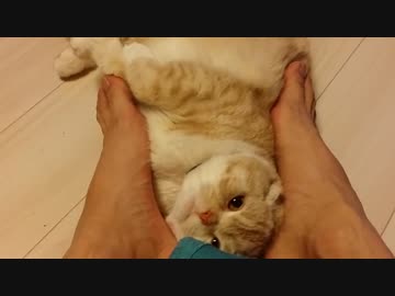 【こぢゃ】ねこが激しく足にじゃれてくる