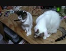 【生後326日】きょうの仔猫【蒼民家の猫々】