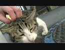 馴れなかった白キジ猫、デレる