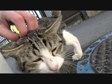 馴れなかった白キジ猫、デレる