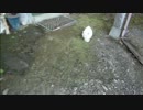 とある田舎の猫事情　～最後の記録～