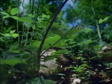 植物の世界1『旅をする種子』前半