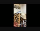 鳥の謎ダンス