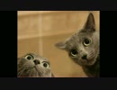 Music for cats.mp4