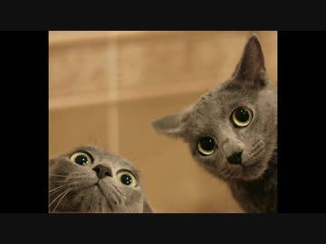 Music for cats.mp4