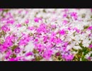 【ファミコン風】花は咲く