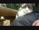 もの静かなミニサバシロ