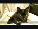 【生後327日】きょうの仔猫【蒼民家の猫々】