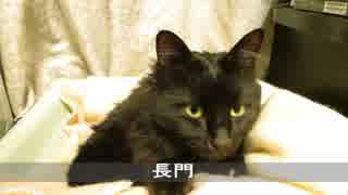 【生後327日】きょうの仔猫【蒼民家の猫々】