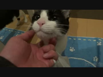 猫のお出迎えなんてご飯が目当てなんでしょ？